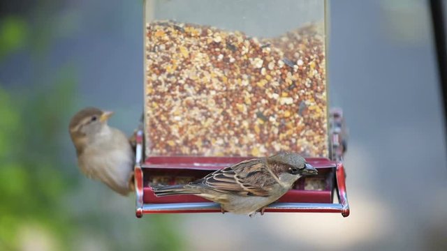 Slow motion of twp house sparrow birds perched on plastic feeder perch, taking off, flying away fighting, birdfeed seeds, outside on hanging garden