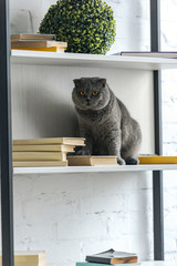 adorable scottish fold cat sitting on bookshelf and looking at camera
