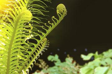 Closeup on growing freshness ferns in outdoor garden on beautiful golden light in summer.