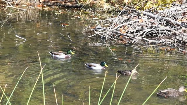 Group Of Ducks Family Swimming In Great Falls Chesapeake CO Ohio Canal, Maryland Or Virginia, River Creek Water In Autumn Season