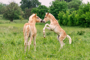 Two Haflinger foals playing and rearing in a meadow 