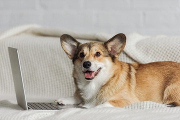 cute corgi dog lying on couch with laptop