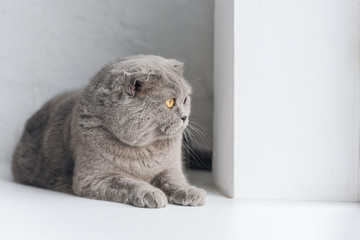 close-up shot of adorable grey cat lying on windowsill and looking away