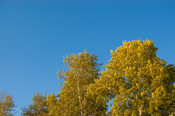 Fototapeta premium autumn trees with bright yellow leaves against the blue sky