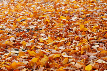 braun verfärbtes Herbstlaub