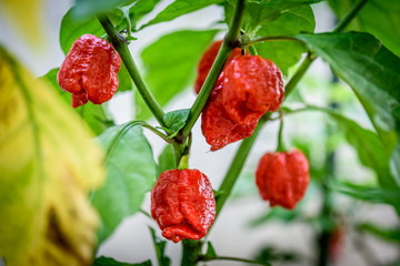 Red hot chilli pepper Trinidad scorpion on a plant.