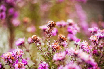 flowers under snow