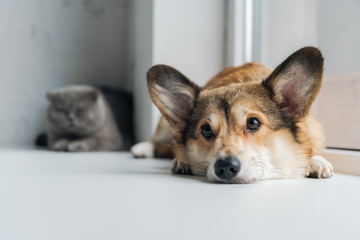 adorable scottish fold cat and corgi dog lying on windowsill together