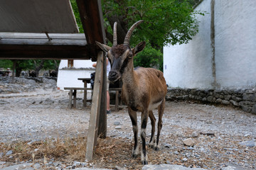 Wild Cretan Goat kri kri, Greek Goat kri kri