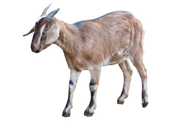 brown goat isolated on white