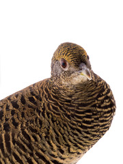 portrait female pheasant gold