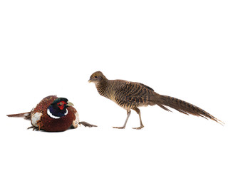 male and female pheasant