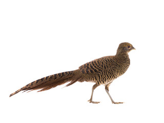 female pheasant gold