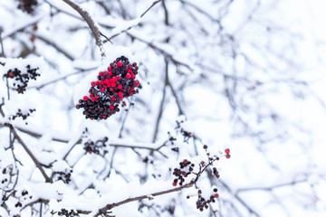 Dry rowan berries on a tree in winter in snow