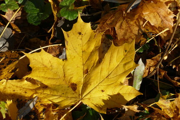 buntes Herbstlaub