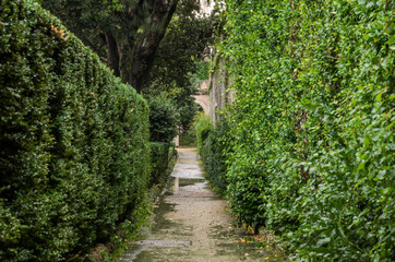 Fototapeta na wymiar Alley maze of green bushes