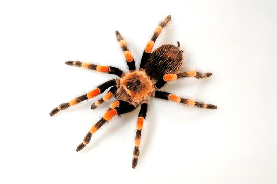 Rotknie-Vogelspinne (Brachypelma smithi) - Mexican redknee tarantula