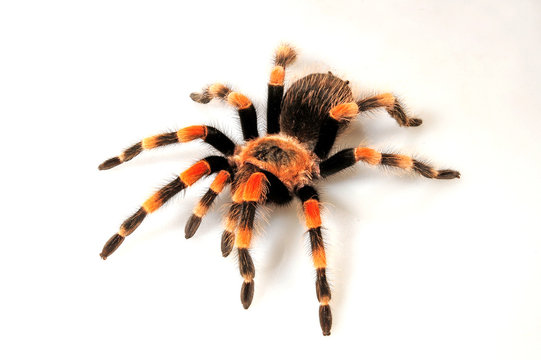 Rotknie-Vogelspinne (Brachypelma smithi) - Mexican redknee tarantula