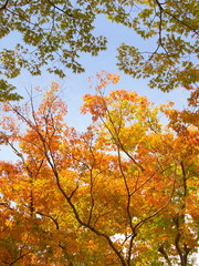 黄葉の欅と青空