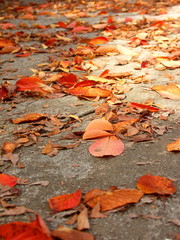 桜の枯葉散る公園の散策路
