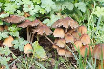 Champignons Coprin micacé dans l'herbe