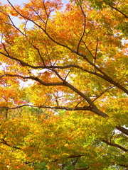 黄葉の欅