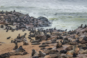 Fototapeta na wymiar Cute seals frolic on the shores of the Atlantic Ocean in Namibia. Cape Cross