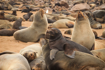 Fototapeta premium Cute seals frolic on the shores of the Atlantic Ocean in Namibia. Cape Cross