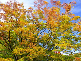 黄葉の欅
