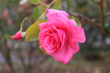 香り豊かなピンクの薔薇、アロマテラピー