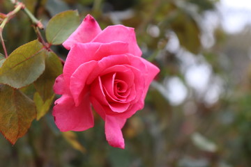 香り豊かなピンクの薔薇、アロマテラピー