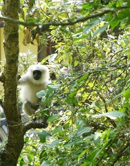white monkey