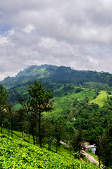 Naklejka na ściany i meble Stormy sky with heavy clouds over the tea plantation of Sri Lanka. Nuwara Eliya. 