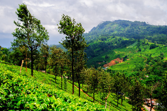 Stormy sky with heavy gray clouds over the tea plantations of Sri Lanka. Nuwara Eliya.

