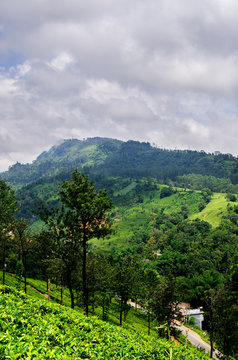Stormy sky with heavy clouds over the tea plantation of Sri Lanka. Nuwara Eliya.
