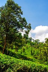 Beautiful blue sky with white clouds on a tea plantation of Sri Lanka. Nuwara Eliya.
