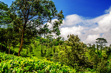 Beautiful blue sky with white clouds on a tea plantation of Sri Lanka.
