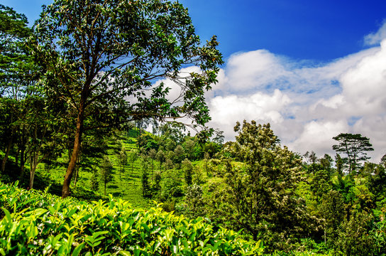 Beautiful blue sky with white clouds on a tea plantation of Sri Lanka.
