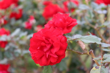 音楽にちなんだ名前のフランス生まれの薔薇、コンチェルティーノ