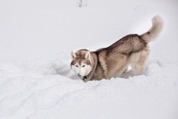 Portrait of Dog breed siberian husky is digging the snow in the field.