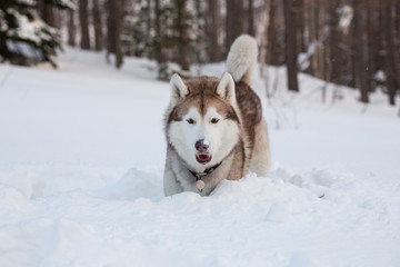 Portrait of Dog breed siberian husky is digging the snow in the field.