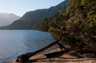 Fototapeta na wymiar A fallen tree on the shore of the New Zealand's deepest lake, Lake Hauroko in Southland