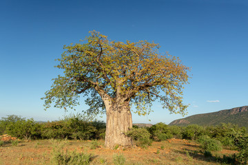 beautiful tree Baobab (Adansonia) in North Namibia