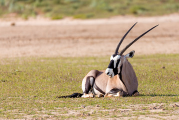 Gemsbok, Oryx gazelle in Kalahari
