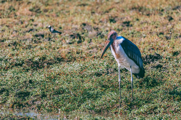 Obraz na płótnie Canvas Marabou storks, Chobe Botswana Africa wildlife