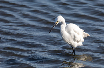 little egret in Walvis Bay Namibia