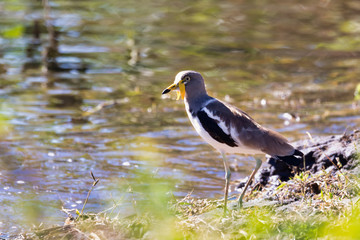 bird White headed Lapwing, Botswana Africa safari