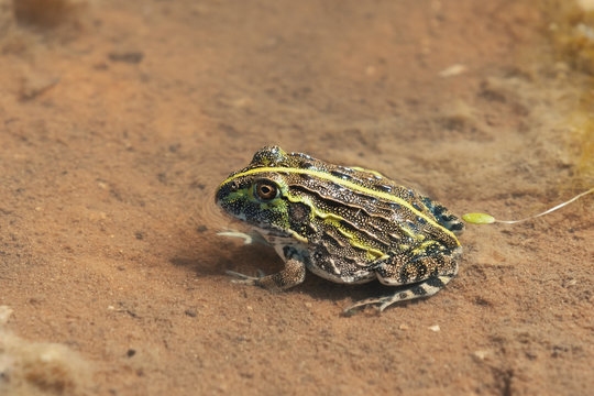 young frog Bullfrog, Namibia Africa wilderness