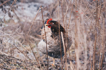 Brown chicken in dry grass. Toned image