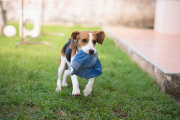 puppy beagle playing with blue towel on the floor